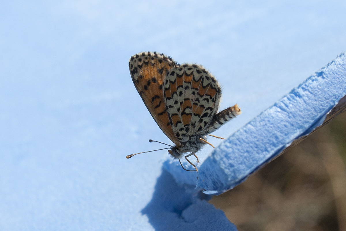 Melitaea didyma?